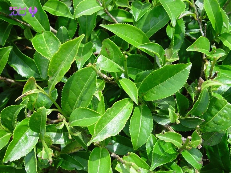 چای تهیه شده از گیاه کاملیا سیننسیس Camellia sinensis - من و بازار