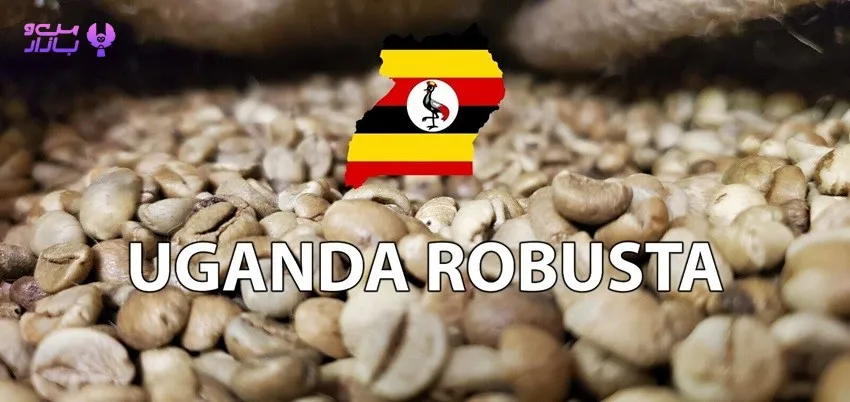 قهوه روبوستا اوگاندا Uganda - من و بازار